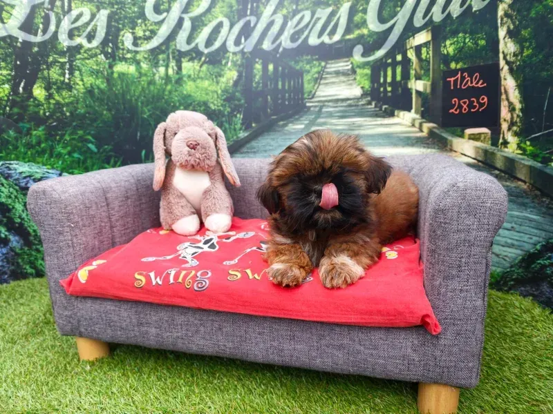 Un petit chien sur un canapé gris avec une couverture rouge dans un décor sur le thème du jardin.