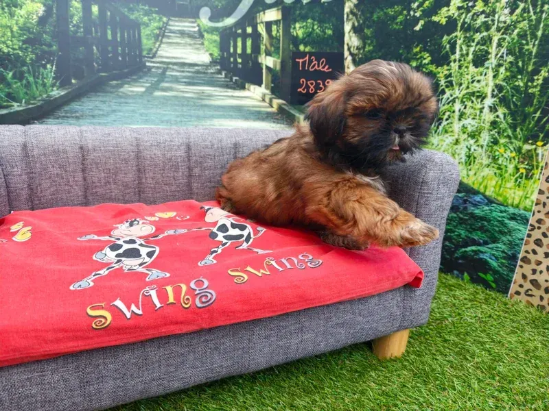 Chien brun se reposant sur un banc gris avec une couverture rouge dans un jardin.