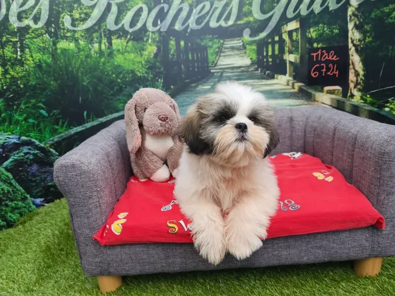 Un chiot sur un coussin gris pour chien, avec un oreiller rouge devant une fresque murale représentant une forêt.