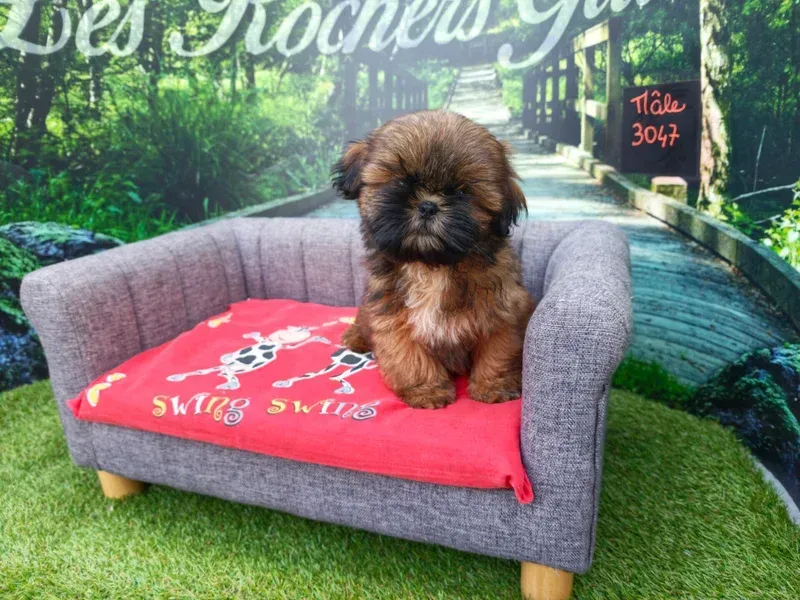 Petit chiot brun assis sur un canapé gris avec une couverture rouge sur fond d'herbe verte.