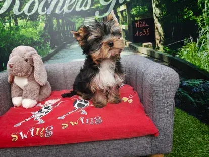 Petit yorkshire terrier sur un canapé gris avec une couverture rouge et un lapin en peluche.
