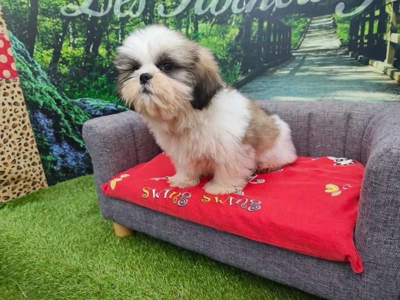 Petit chien blanc et marron sur un canapé gris avec une couverture rouge devant un décor de jardin.