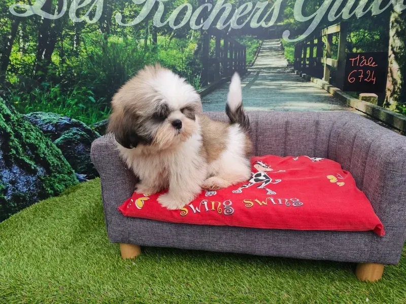 Petit chien assis sur un canapé gris avec une couverture rouge dans un décor sur le thème du jardin.