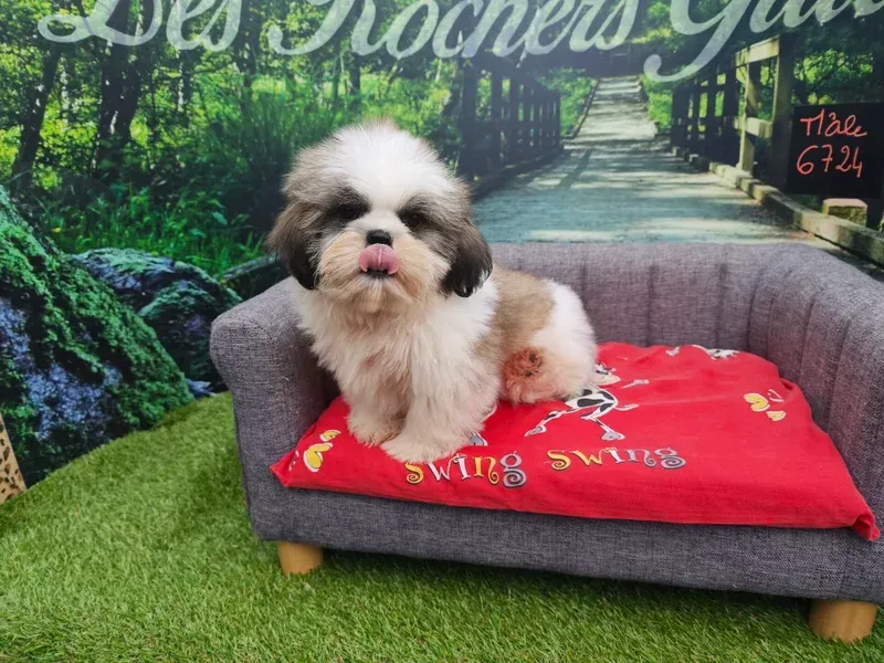 Petit chien noir et blanc assis sur un canapé gris avec un coussin rouge, devant un jardin en arrière-plan.