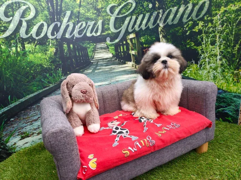 Un petit chien sur un canapé gris avec une couverture rouge dans un cadre de jardin.