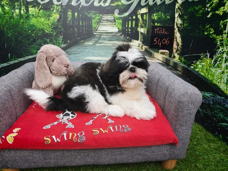 Un petit chien se prélasse sur un canapé gris recouvert d'une couverture rouge.