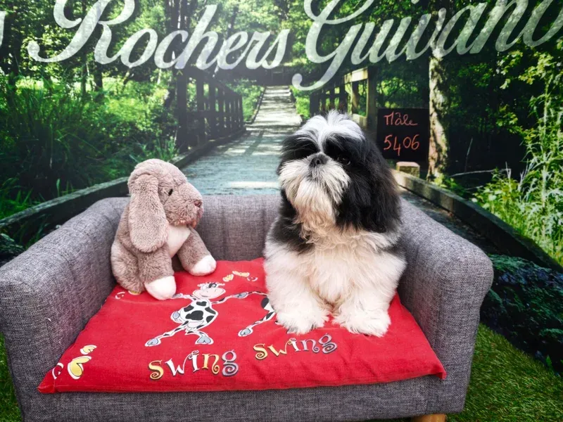 Un chien sur un canapé gris avec une couverture rouge dans un cadre de jardin.