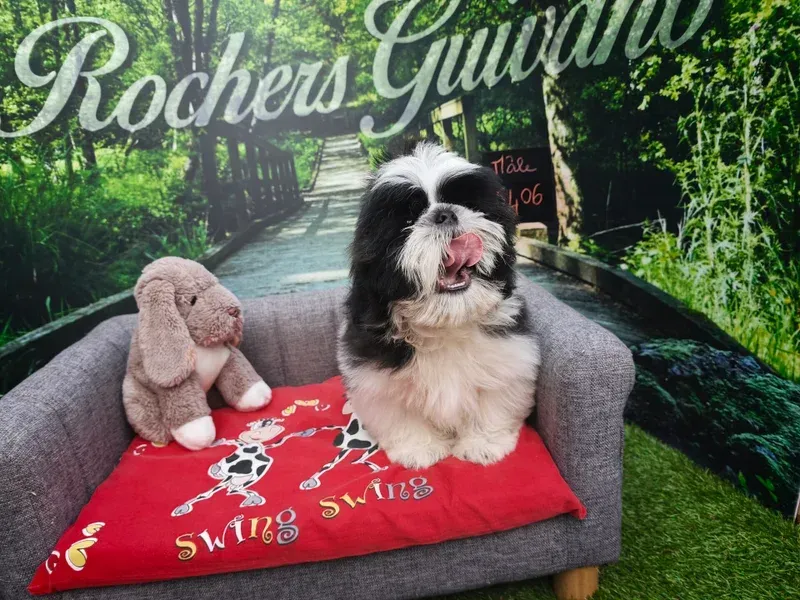 Petit chien noir et blanc sur un canapé gris avec une peluche rose et une couverture rouge devant un fond.