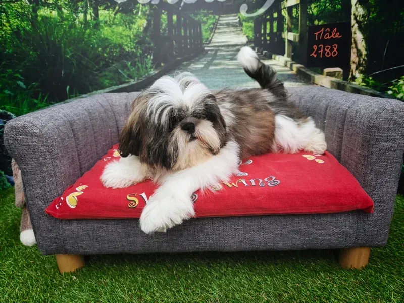Petit chien allongé sur un canapé gris avec un coussin rouge.