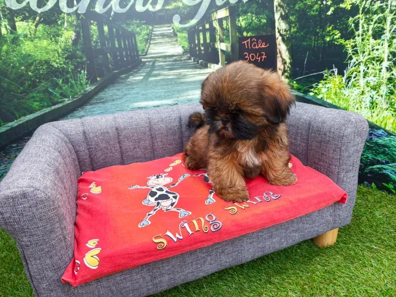 Petit chien brun assis sur un canapé gris pour animaux de compagnie avec une couverture rouge dans un cadre extérieur herbeux.