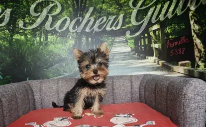 Petit yorkshire terrier debout sur un coussin rouge devant un décor.