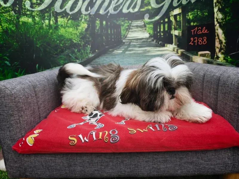Un chien noir et blanc dort sur un canapé gris recouvert d'une couverture rouge.