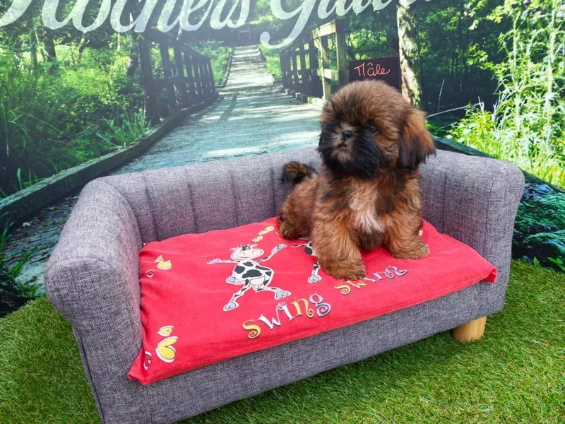 Petit chiot brun sur un canapé gris recouvert d'une couverture rouge, devant un décor de chemin de jardin.