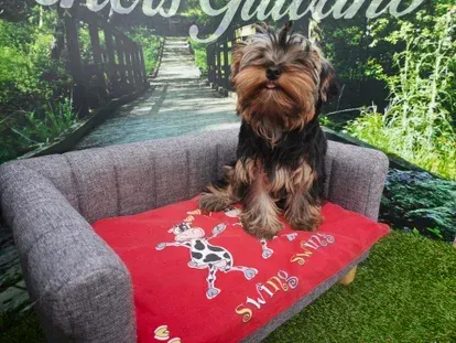Petit yorkshire terrier sur une chaise grise avec une couverture rouge dans un décor sur le thème du jardin.