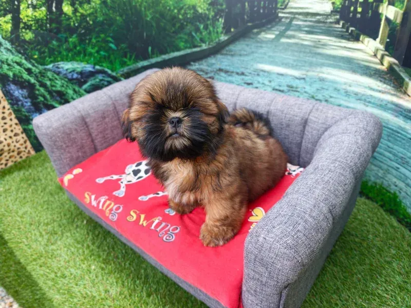 Petit chiot brun assis à l'extérieur sur un coussin gris pour animaux avec un coussin rouge.