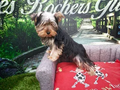 Petit yorkshire terrier debout sur une chaise avec une couverture rouge devant un décor de jardin.