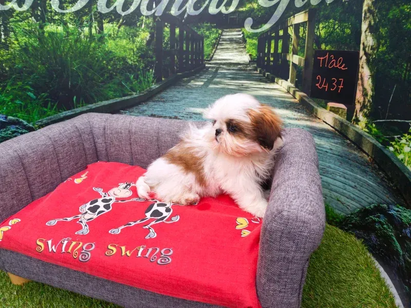 Petit chien se reposant sur un coussin rouge dans un panier gris pour animaux de compagnie, à l'extérieur, sur une allée en bois.