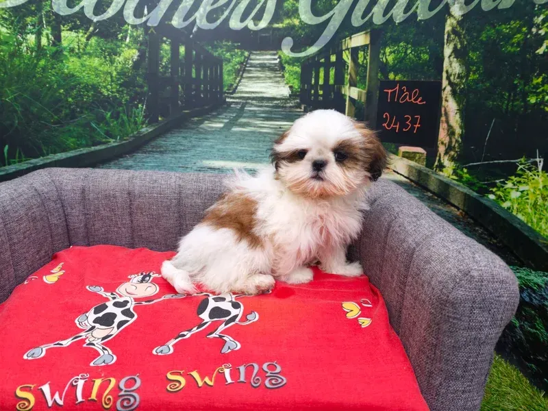 Petit chien assis sur une couverture rouge sur un canapé gris, avec un chemin de jardin en arrière-plan.