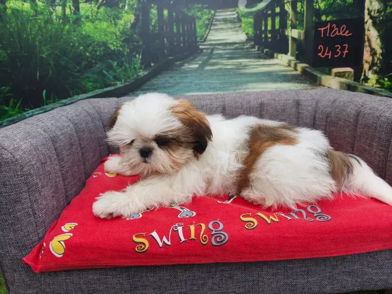 Petit chien blanc et marron allongé sur un coussin rouge à l'extérieur, près d'un chemin de jardin.
