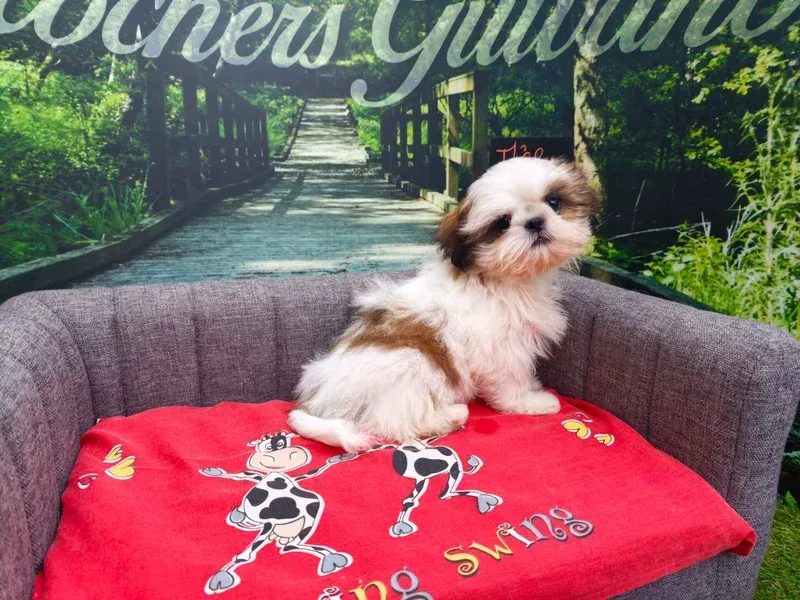 Petit chien blanc et marron assis sur une couverture rouge sur un canapé gris, avec un chemin de jardin en arrière-plan.