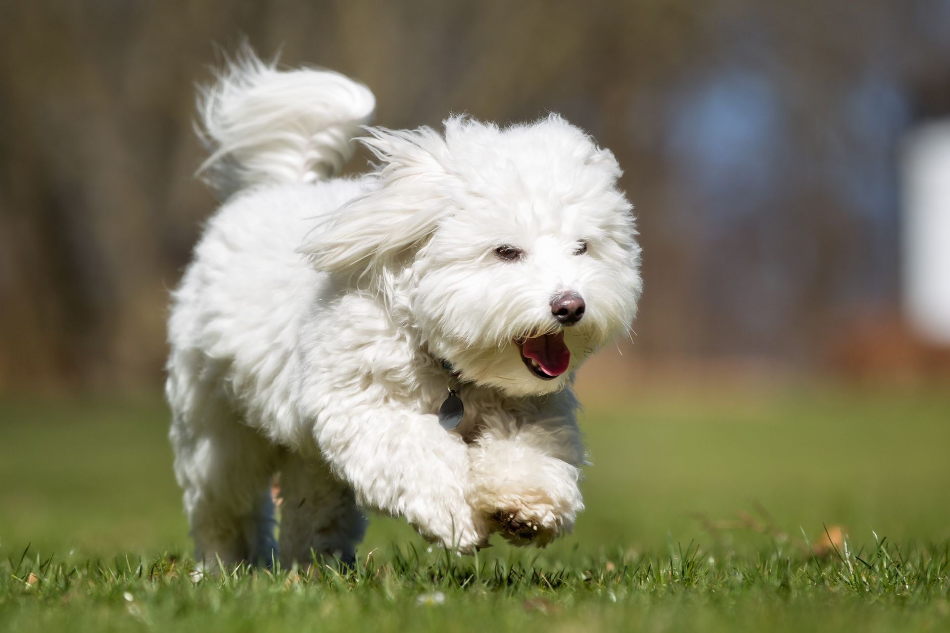Un chien de race coton de Tuléar en train de courir.
