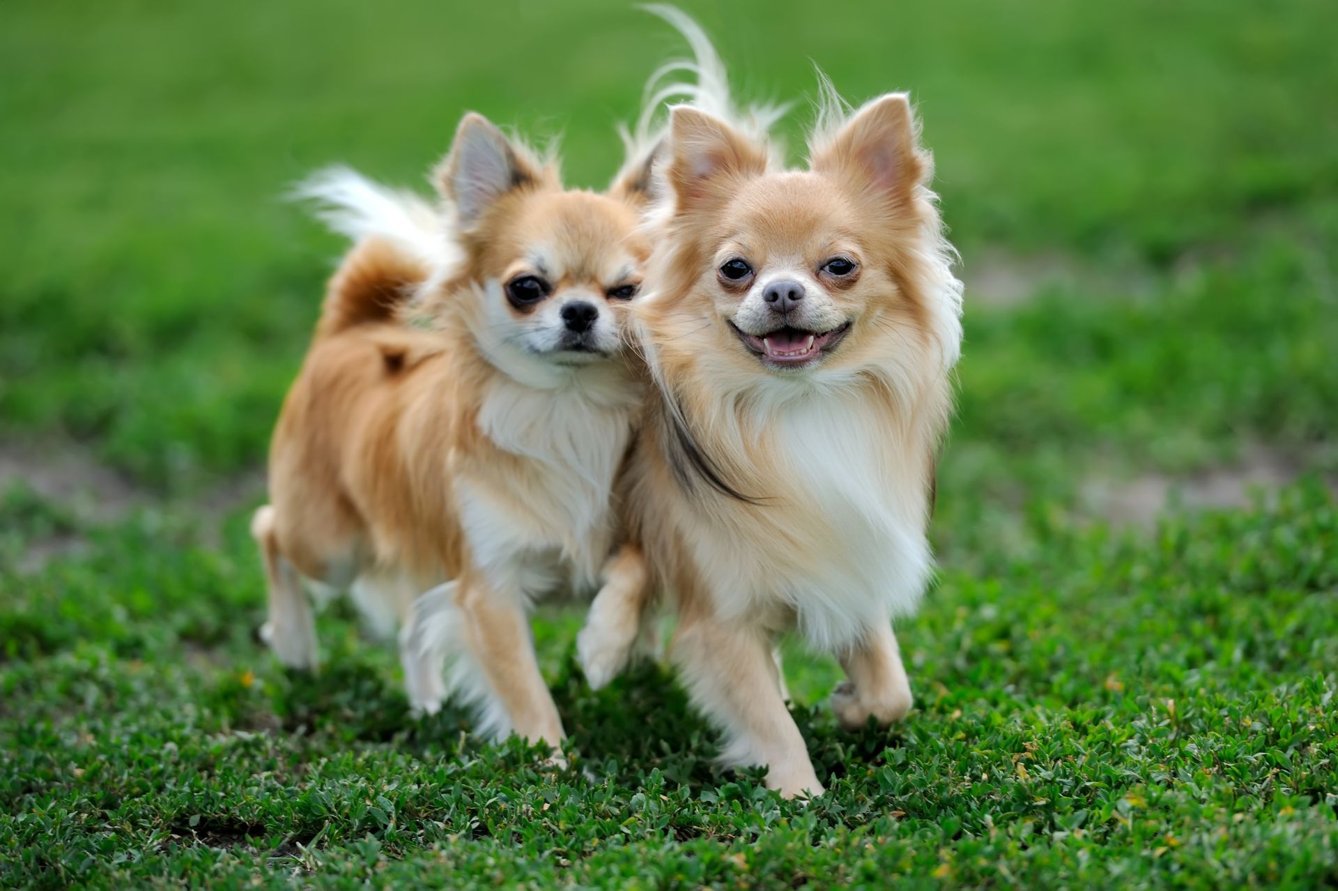Deux chihuahuas côte à côte.