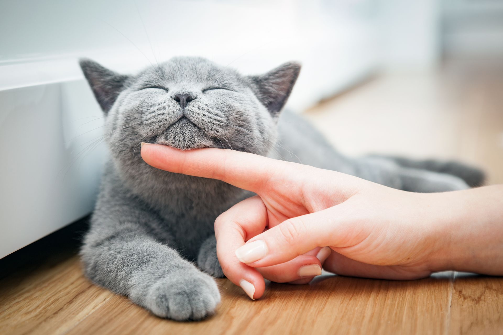 Un chat gris qui se fait carresser.