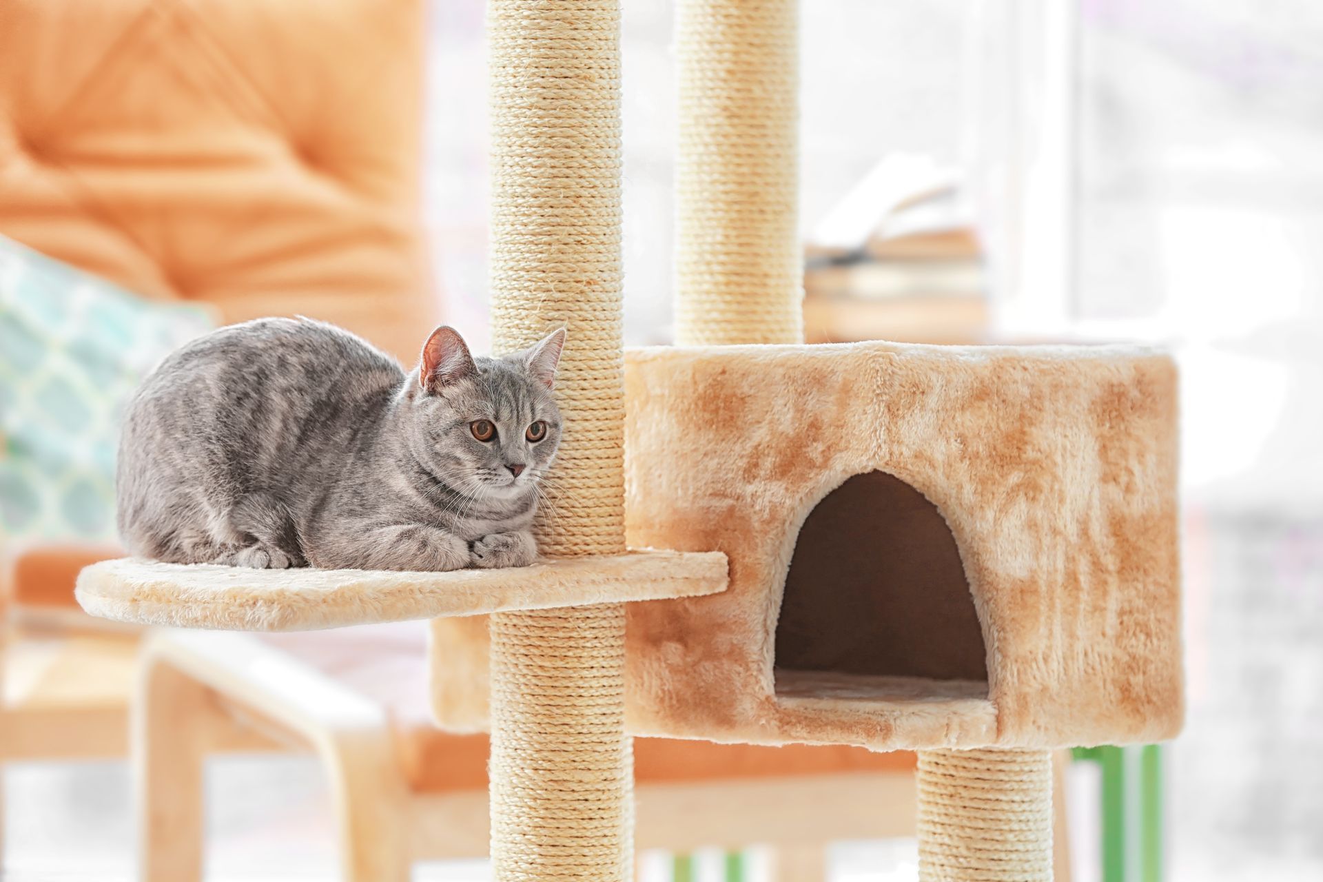 Chaton gris se reposant sur un arbre à chat beige à côté d'une niche.
