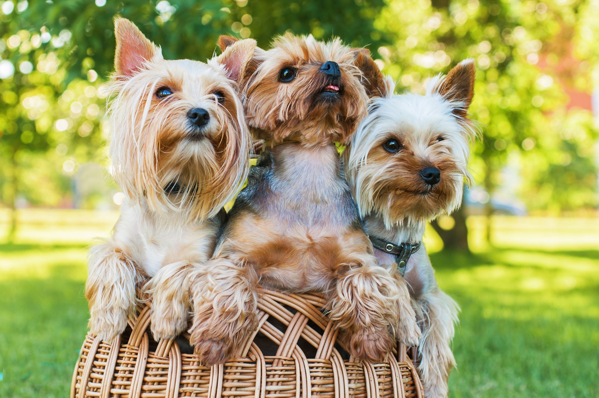 Trois chiens yorkshires dans un panier.