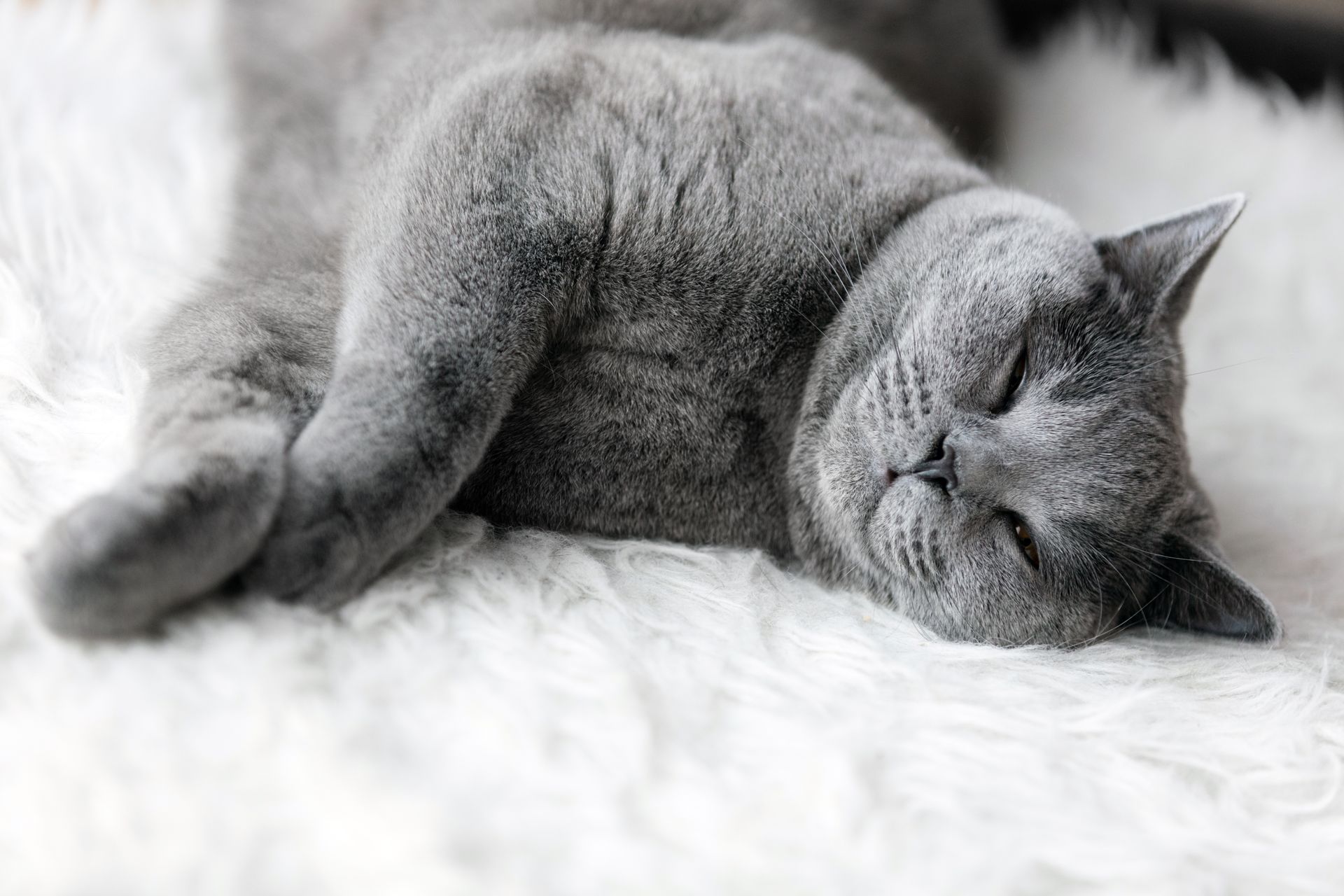 Un chat gris endormi sur un tapis.