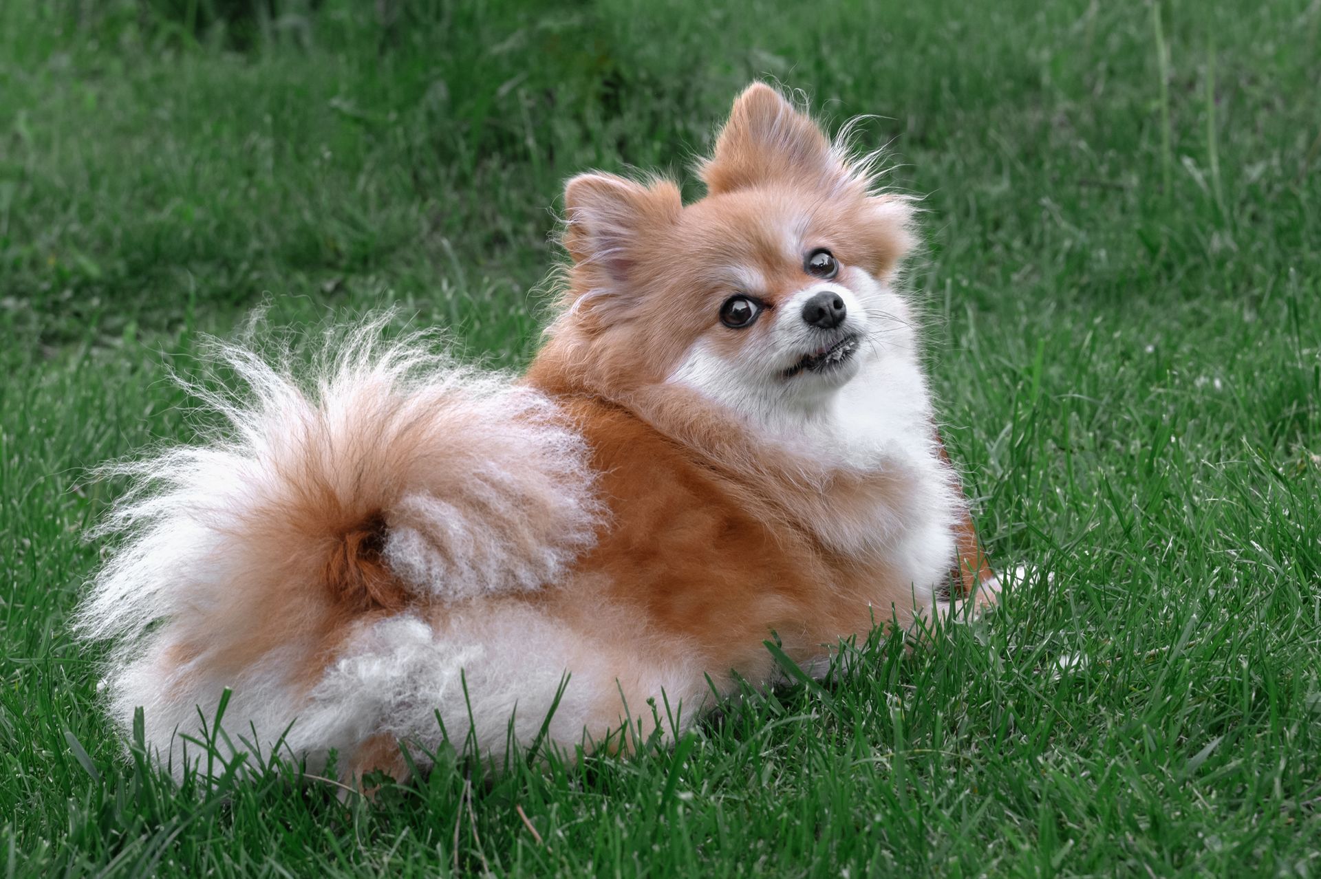 Un chien pomchi allongé dans l'herbe.