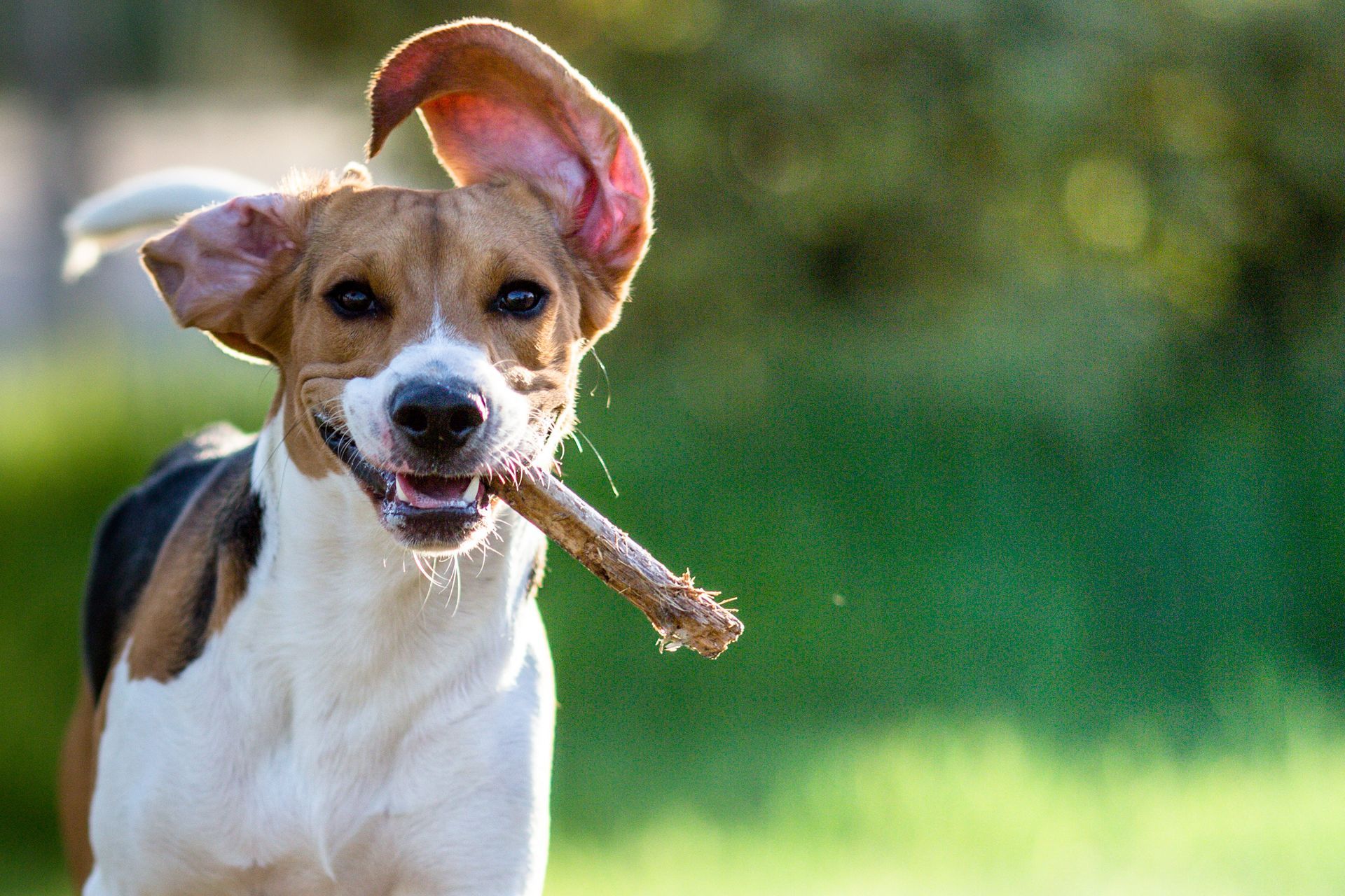 Chien brun et blanc tenant un bâton dans un parc herbeux, les oreilles battantes et la gueule ouverte joyeusement.