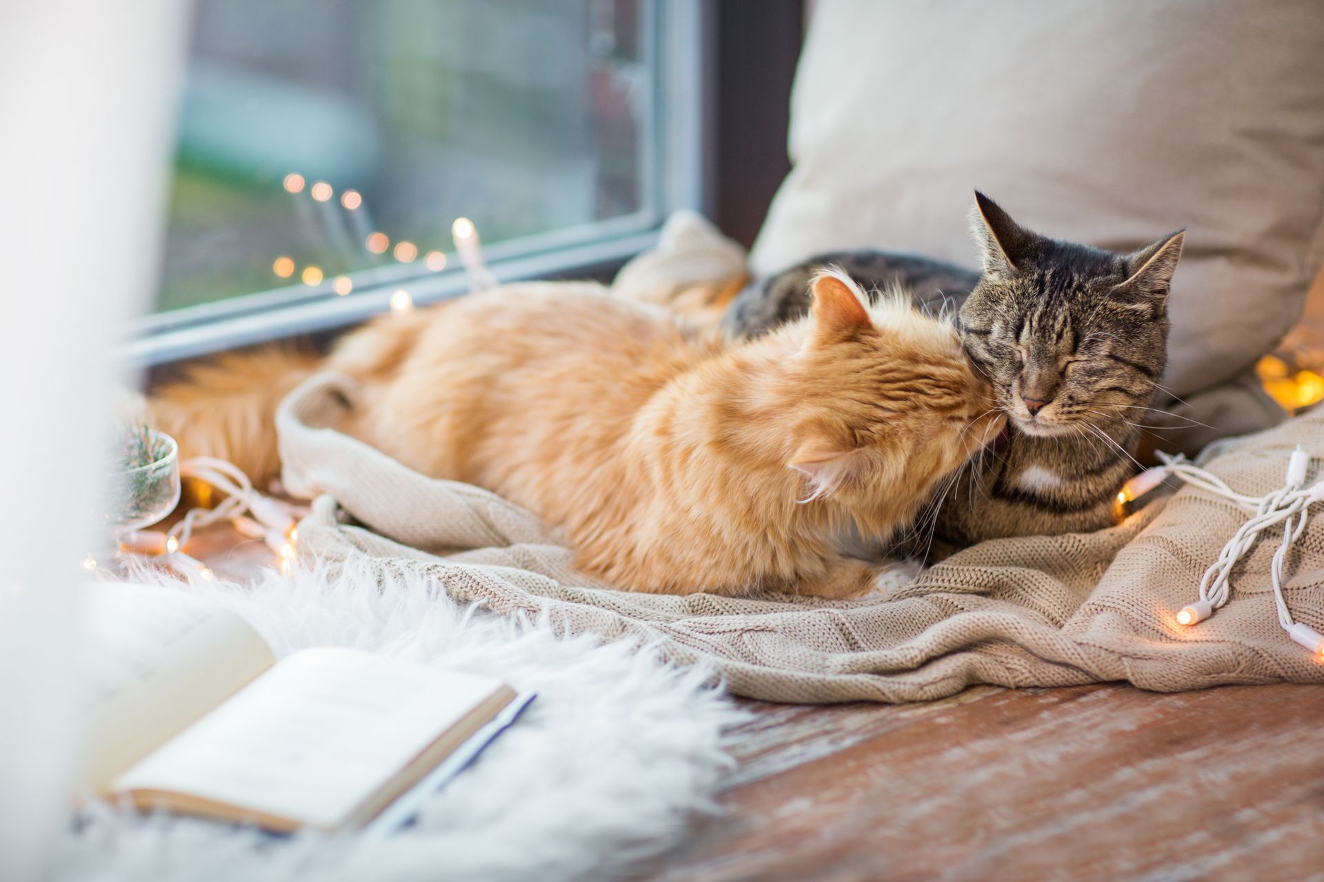 Deux chats allongés sur une couverture, en train de se câliner.