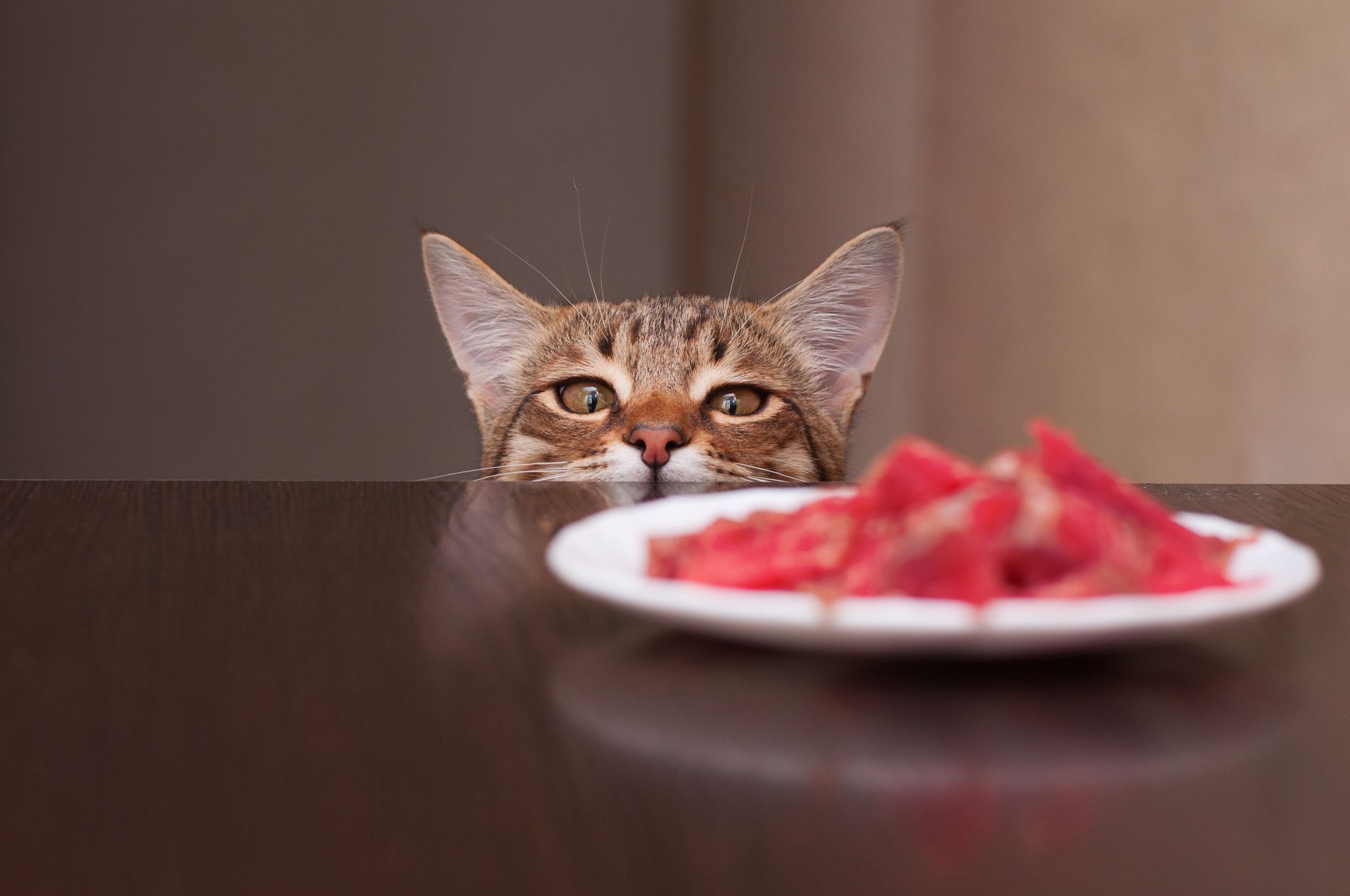 Un chat qui fixe une assiette de nourriture.