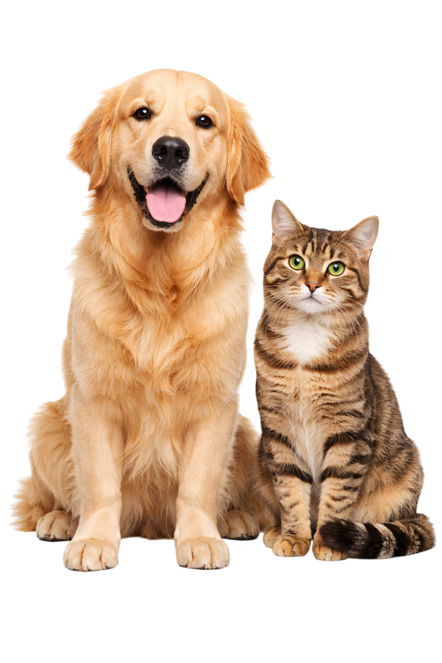 Un golden retriever et un chat tigré assis côte à côte sur un fond blanc.