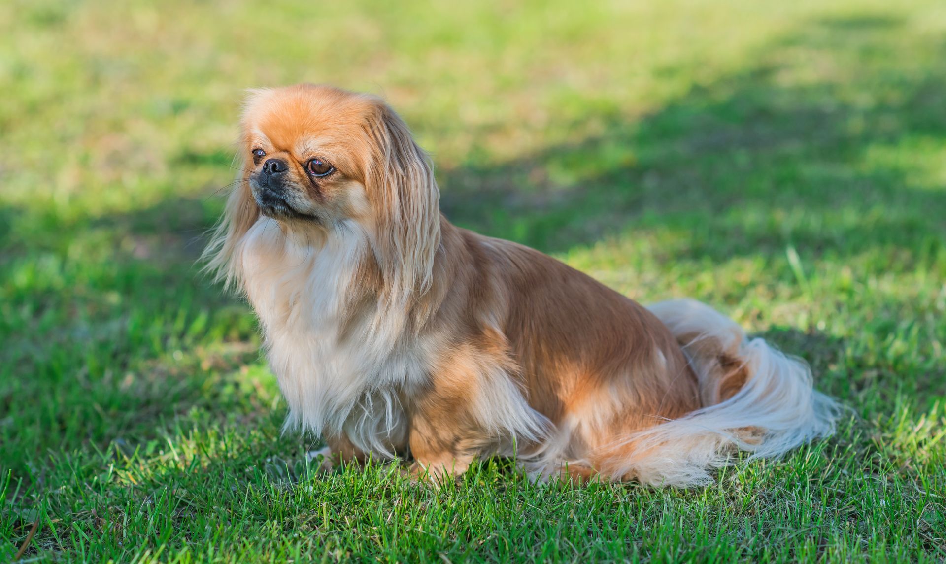 Un chien épagneul pékinois assis dans l'herbe.