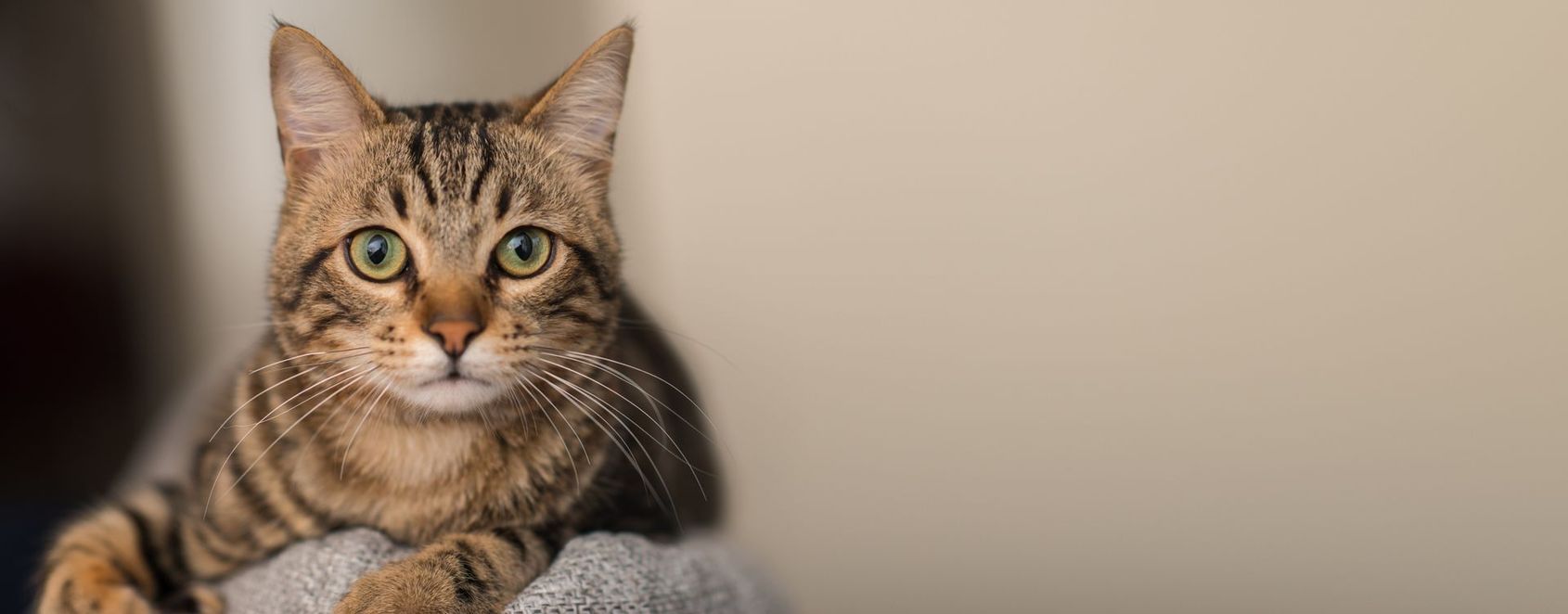 Chat tigré se reposant sur une surface grise, regardant directement l'objectif de la caméra.