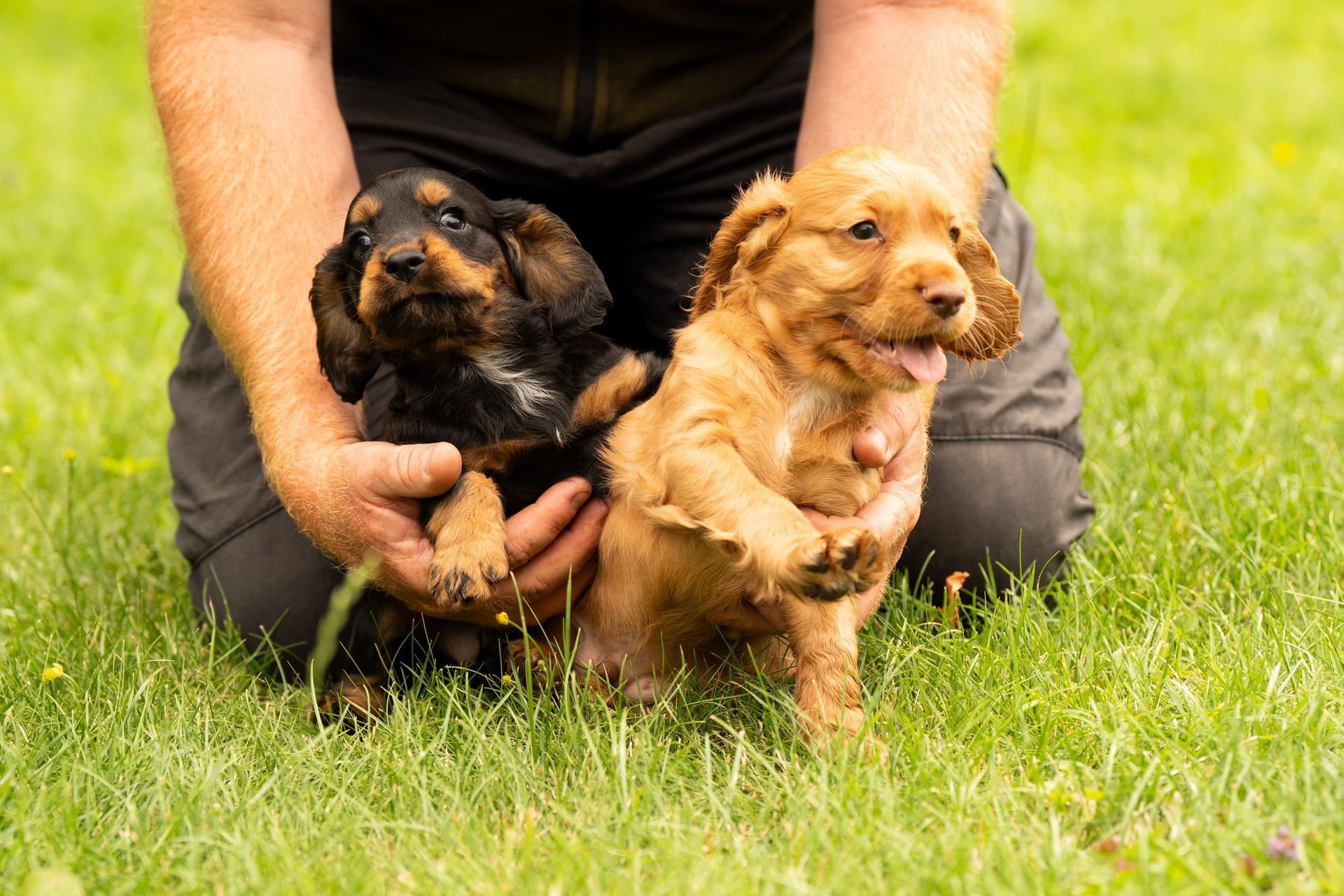 Des chiots de race cocker anglais.