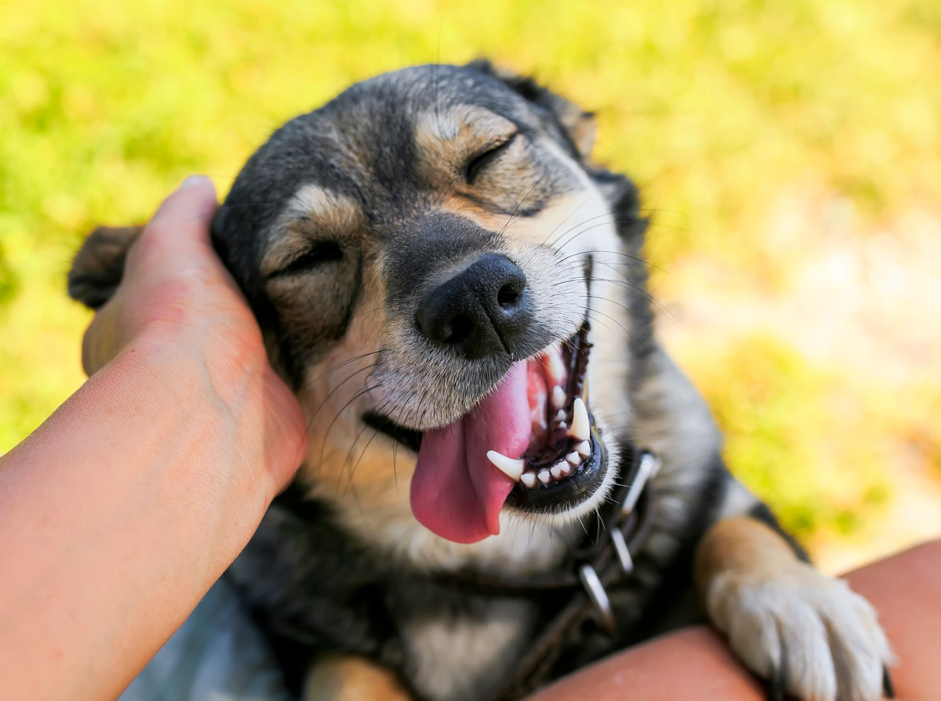 Chien endormi caressé, les yeux fermés et la langue pendante, dehors sur l'herbe.