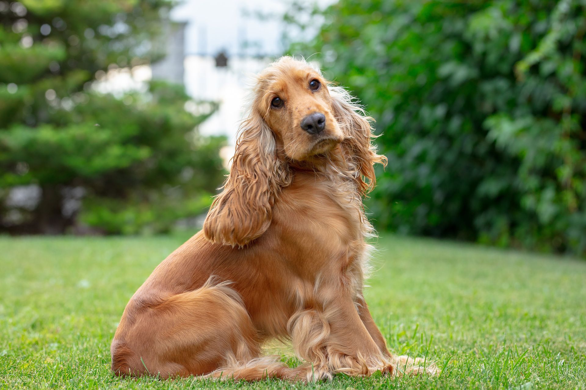 Un cocker assis dans l'herbe.