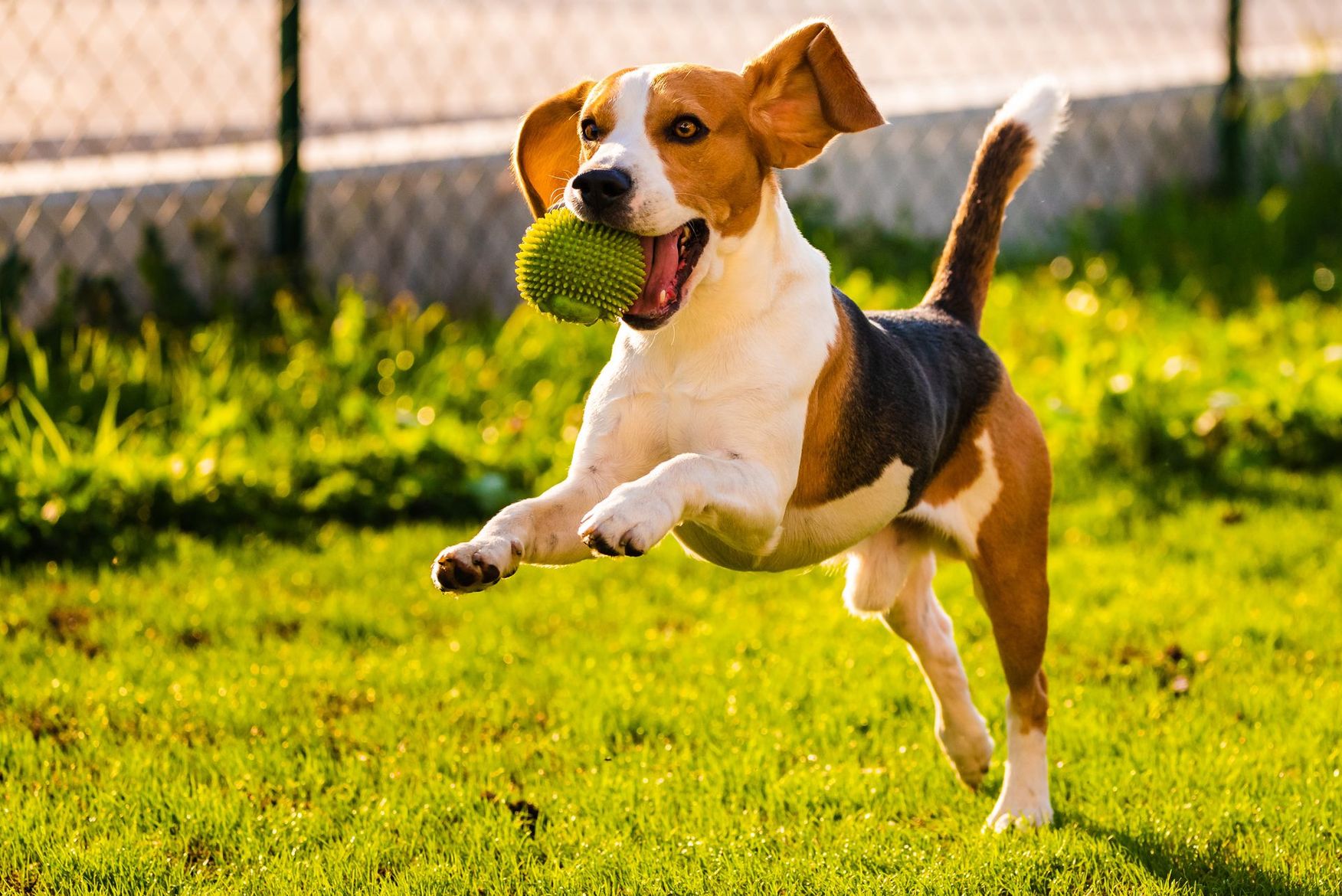 Un beagle courant sur l'herbe avec une balle de tennis dans la gueule.