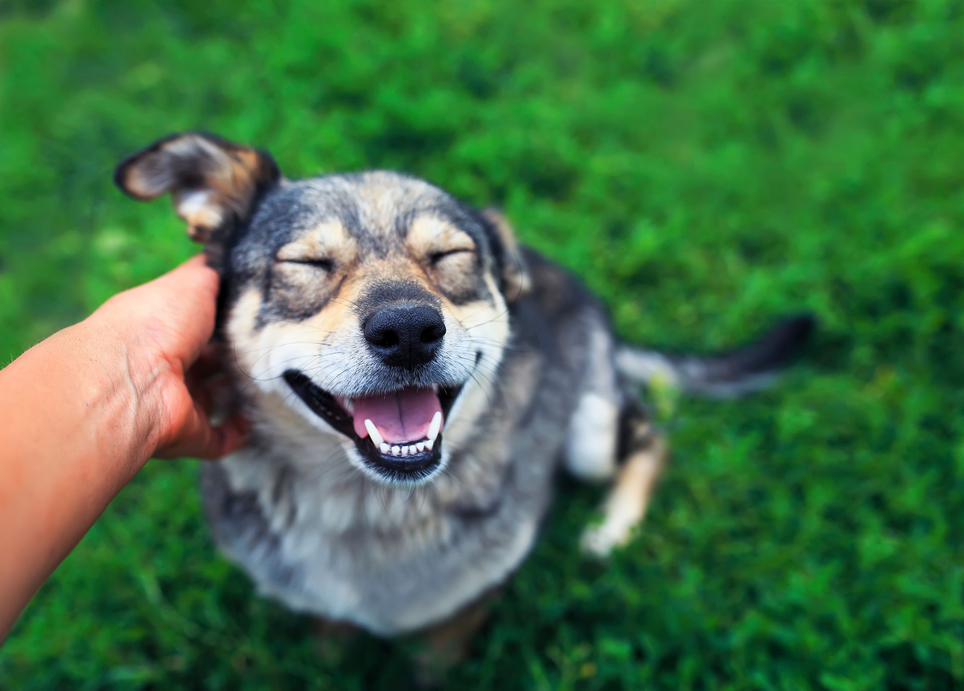 Un chien heureux se fait caresser sur l'herbe verte, les yeux fermés et la gueule ouverte dans un sourire joyeux.