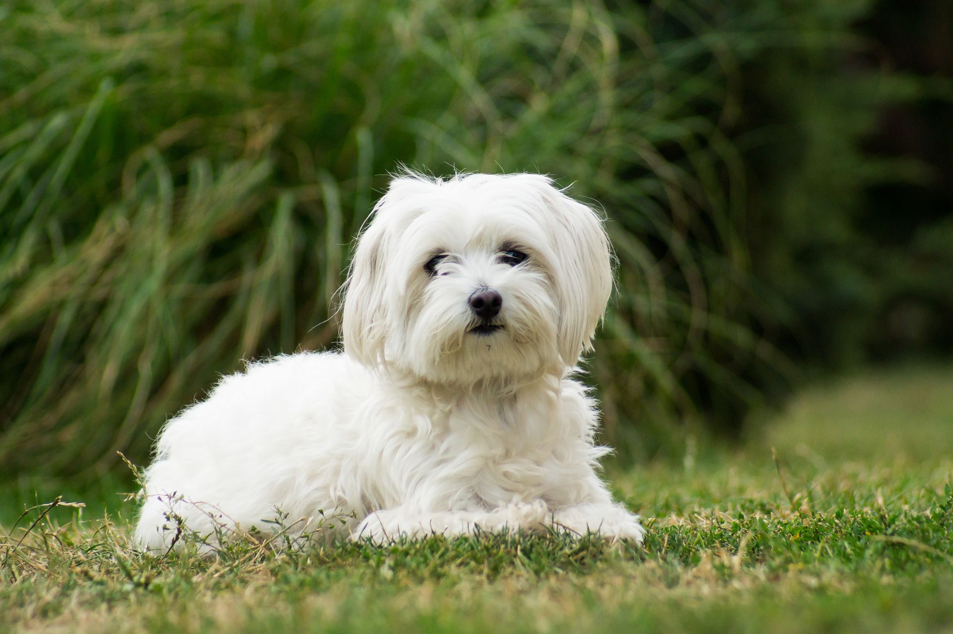 Un bichon maltais couché dans l'herbe.