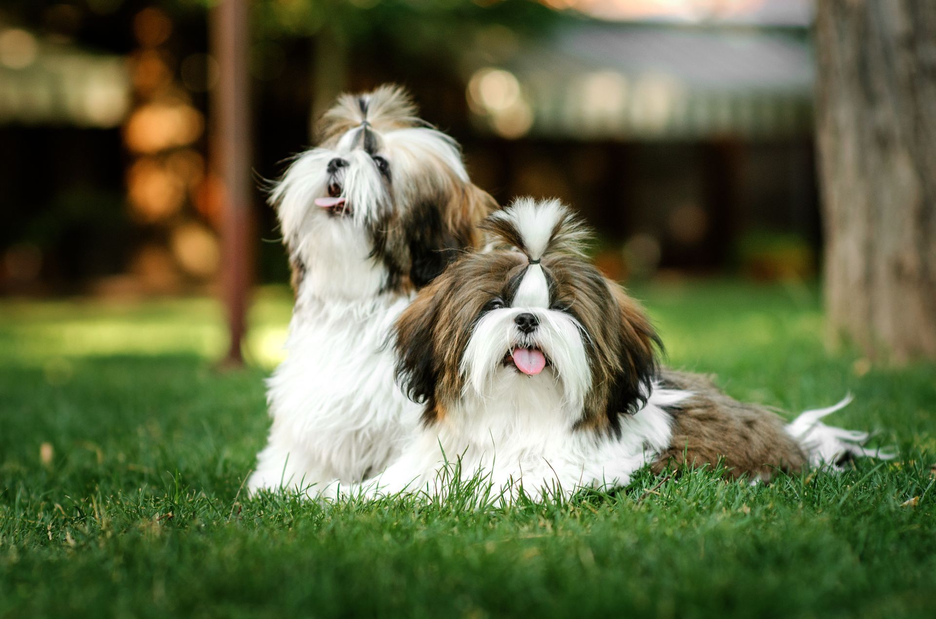 Deux chiens de race shih tzu.