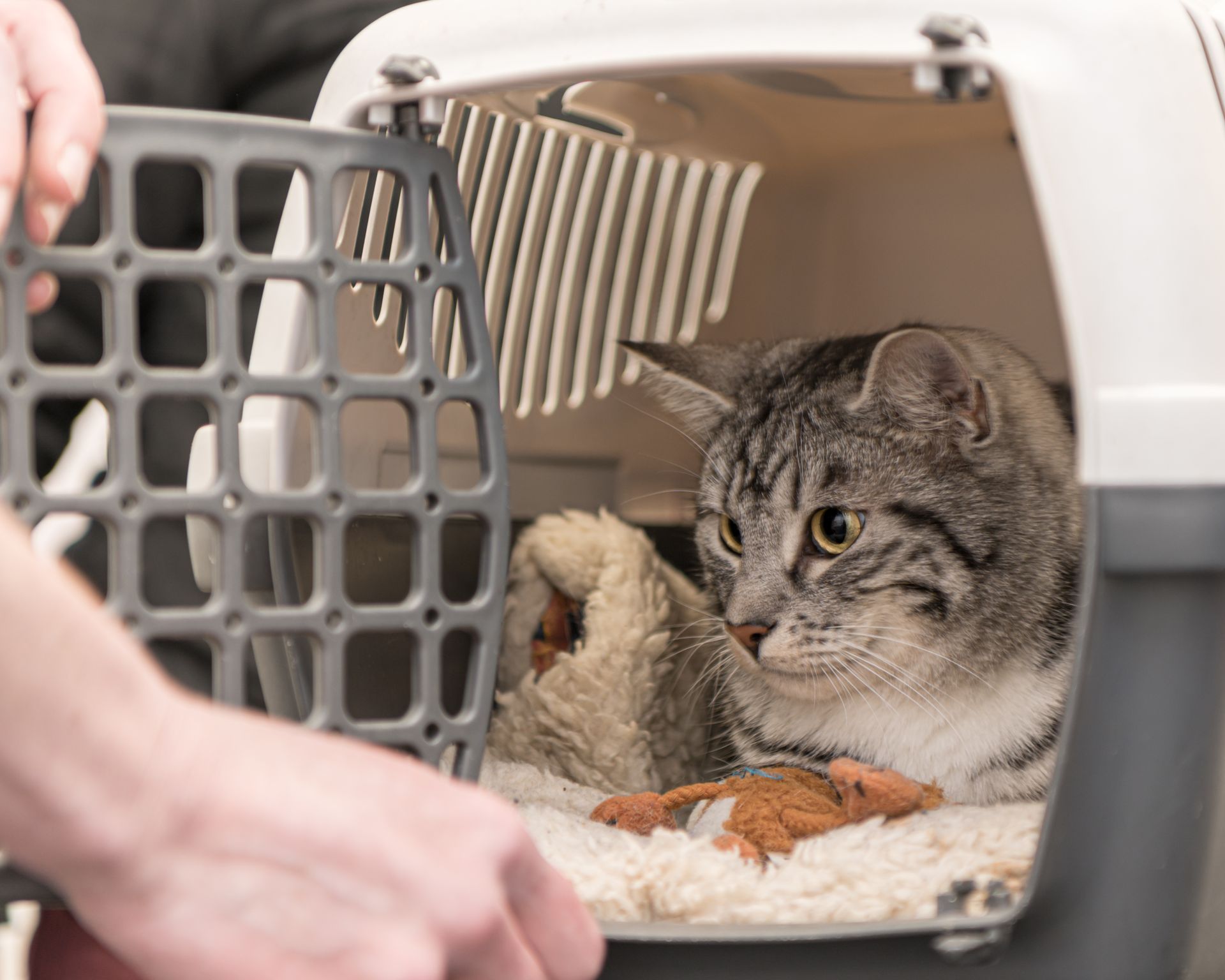 Un chat dans une cage de transport ouverte.