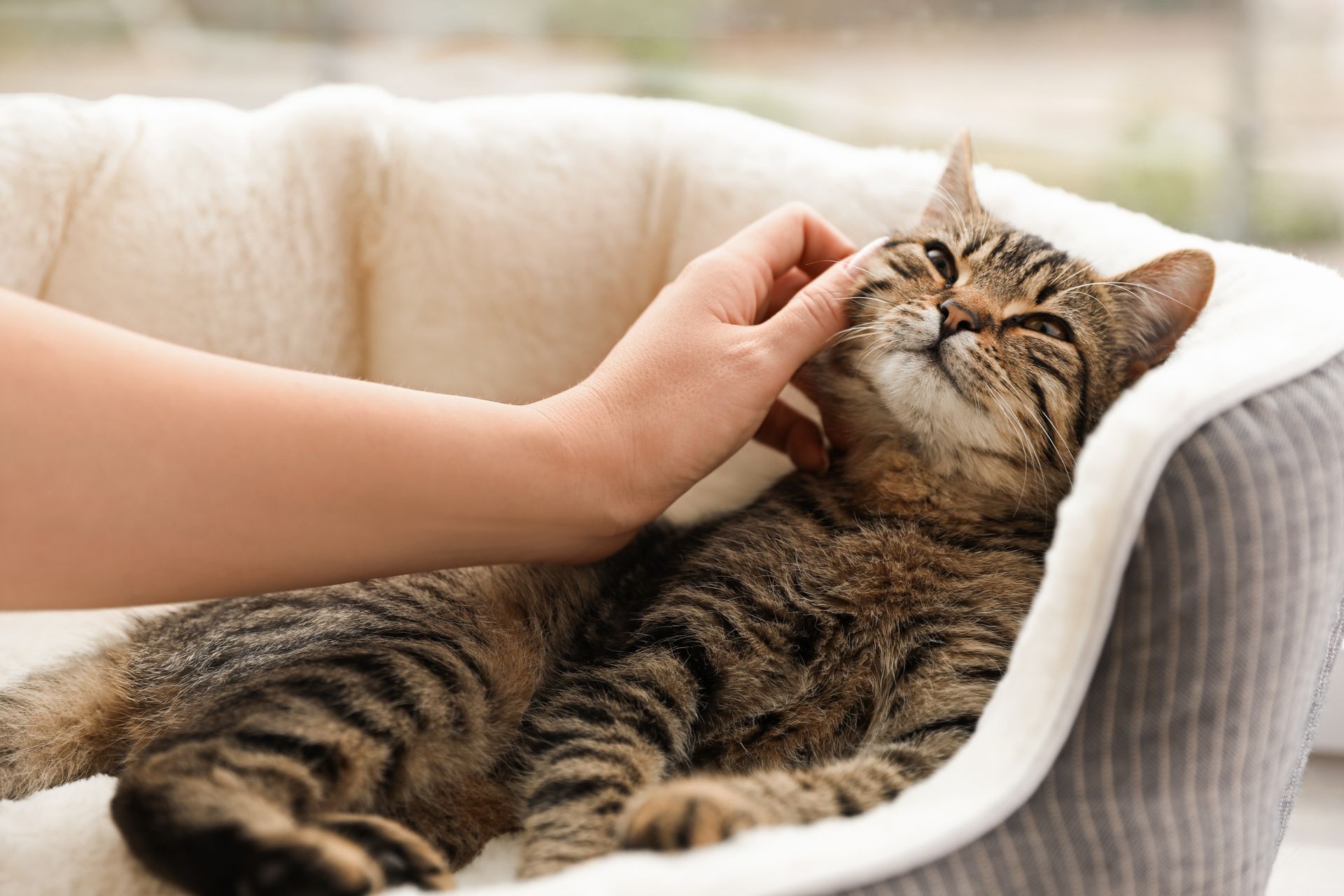 Caresser un chat tigré détendu sur un canapé beige.