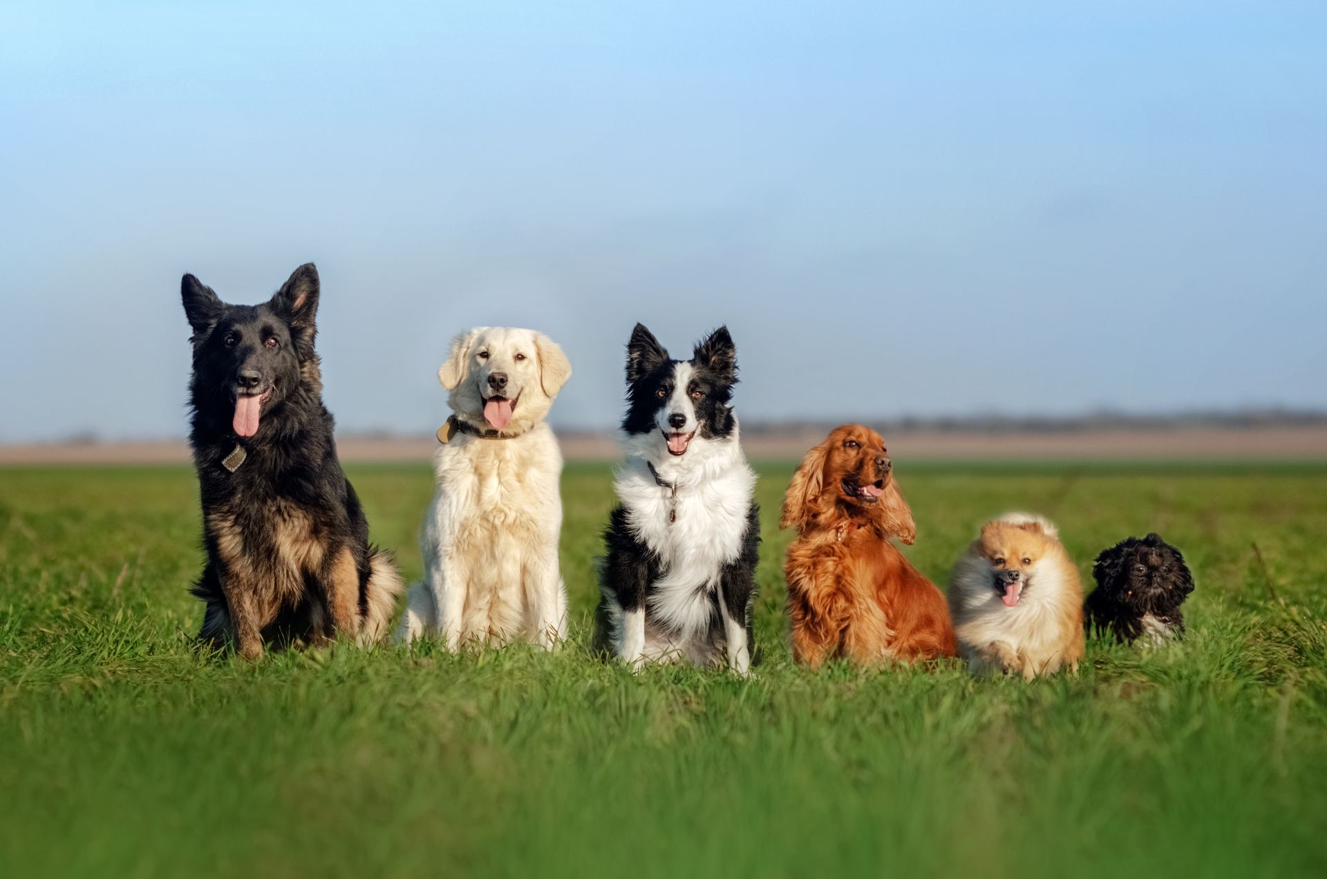 Six chiens assis dans un champ herbeux sous un ciel bleu azur.
