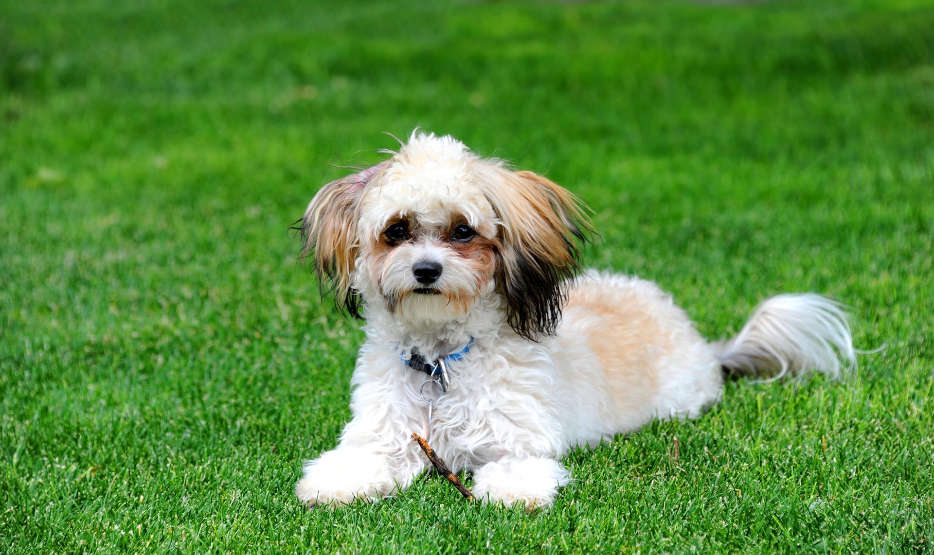 Un chien shih-poo dans l'herbe.
