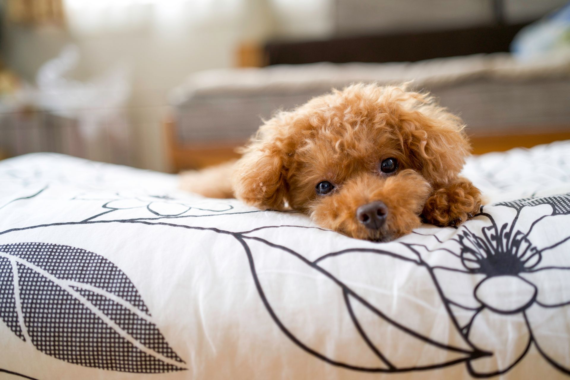Un chiot brun jette un coup d'œil par-dessus un coussin à fleurs noir et blanc sur un lit.