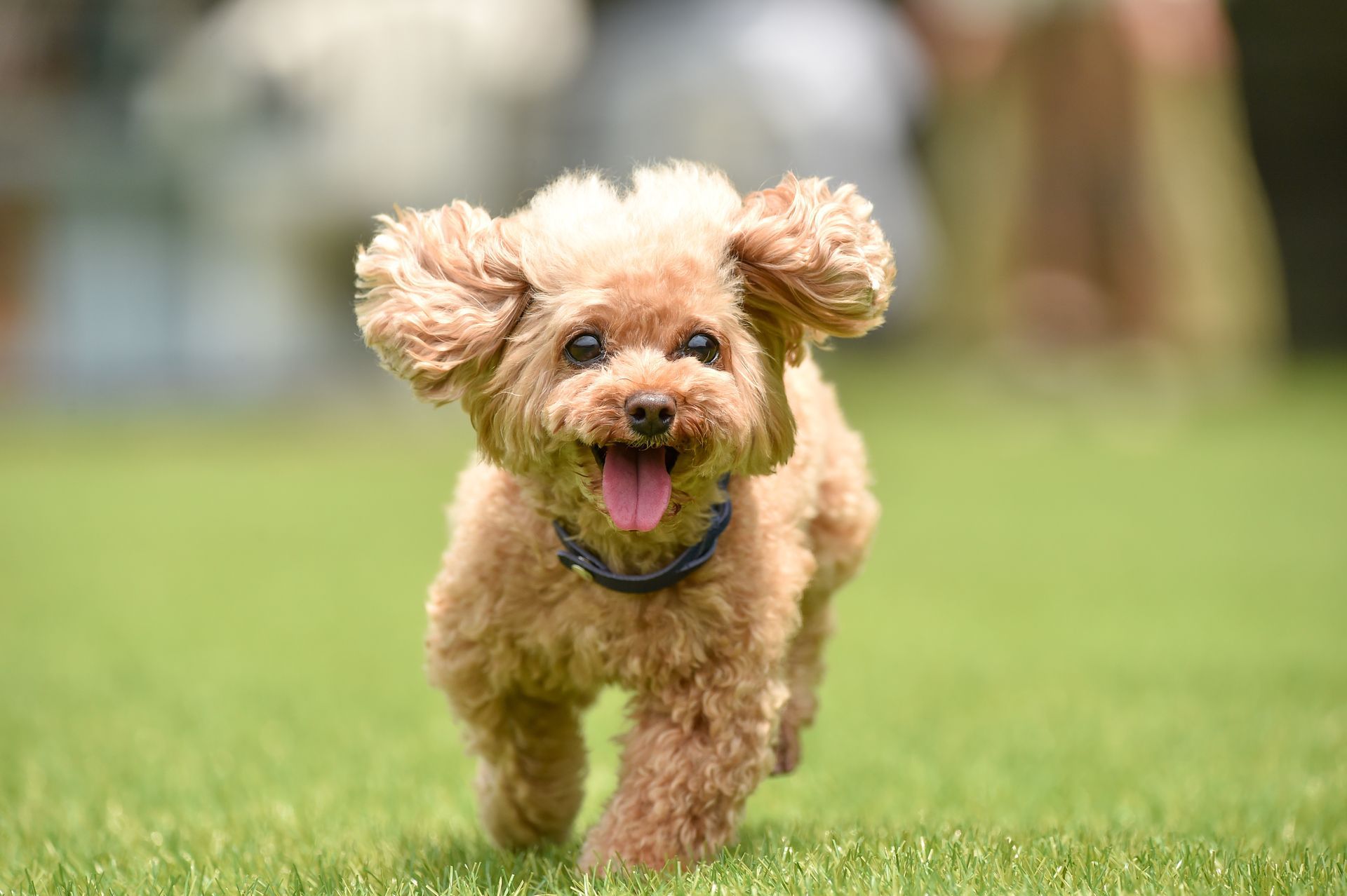 Un caniche nain en train de courir.